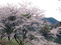 kasagikyou_sakura.jpg