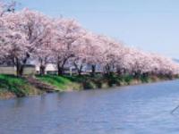 nakaegawa_sakura.jpg