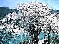shoukawasakura.jpg