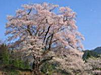 zensyouji_sakura.jpg
