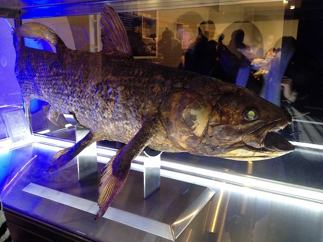 【新発売】今週の市販 シーラカンスミュージアム2: 沼津港深海魚水族館・シーラカンス 絵画